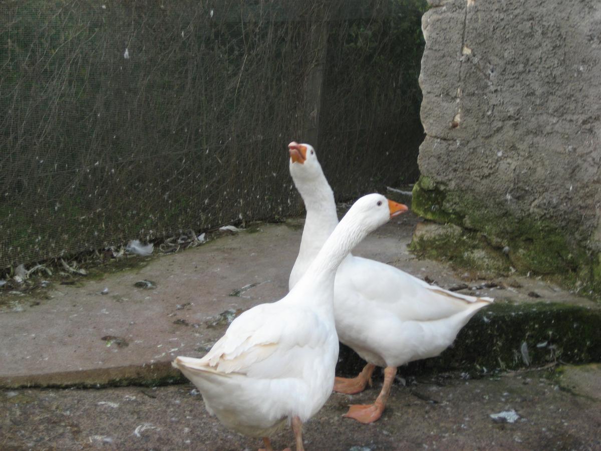 Oasi Del Lago Regalbuto Zewnętrze zdjęcie